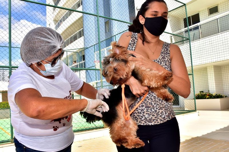 Campanha de vacinação de cães e gatos se encerra neste sábado, em São Luís; veja os locais de imunização