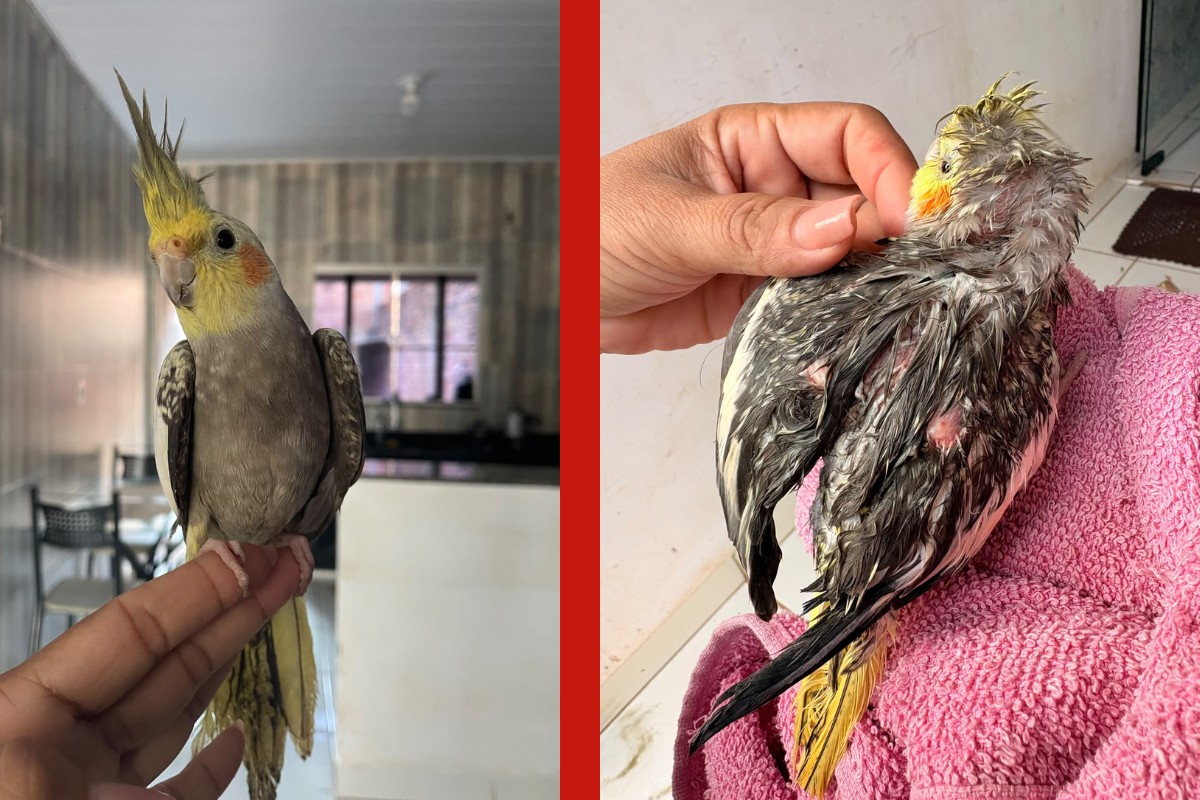Calopsita dada como morta após suposto maus-tratos é resgatada na casa de vizinha em MT