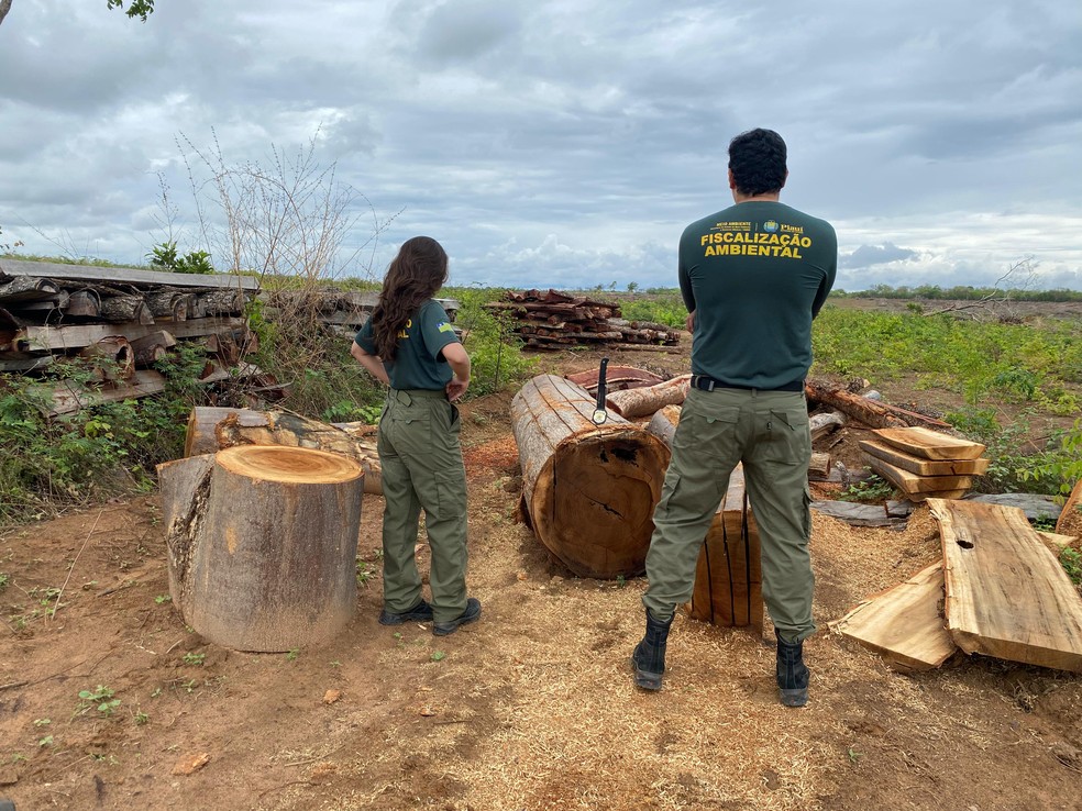 Carvoaria ilegal construída em área de preservação é desmontada no Sul do Piauí — Foto: Divulgação/Semarh