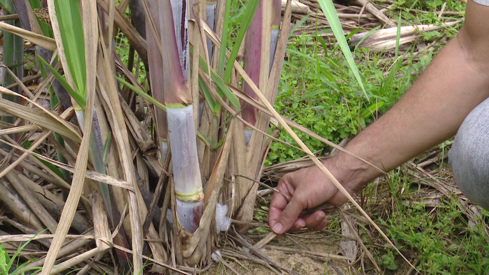 Pesquisadores da Ufac fazem experiências com variedades de canas-de-açucar para ajudar a melhorar a produção no Acre