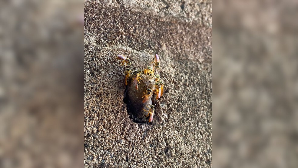 Abelhas da espécia Jataí vão ser instaladas em São José do Rio Preto(SP) — Foto: Divulgação