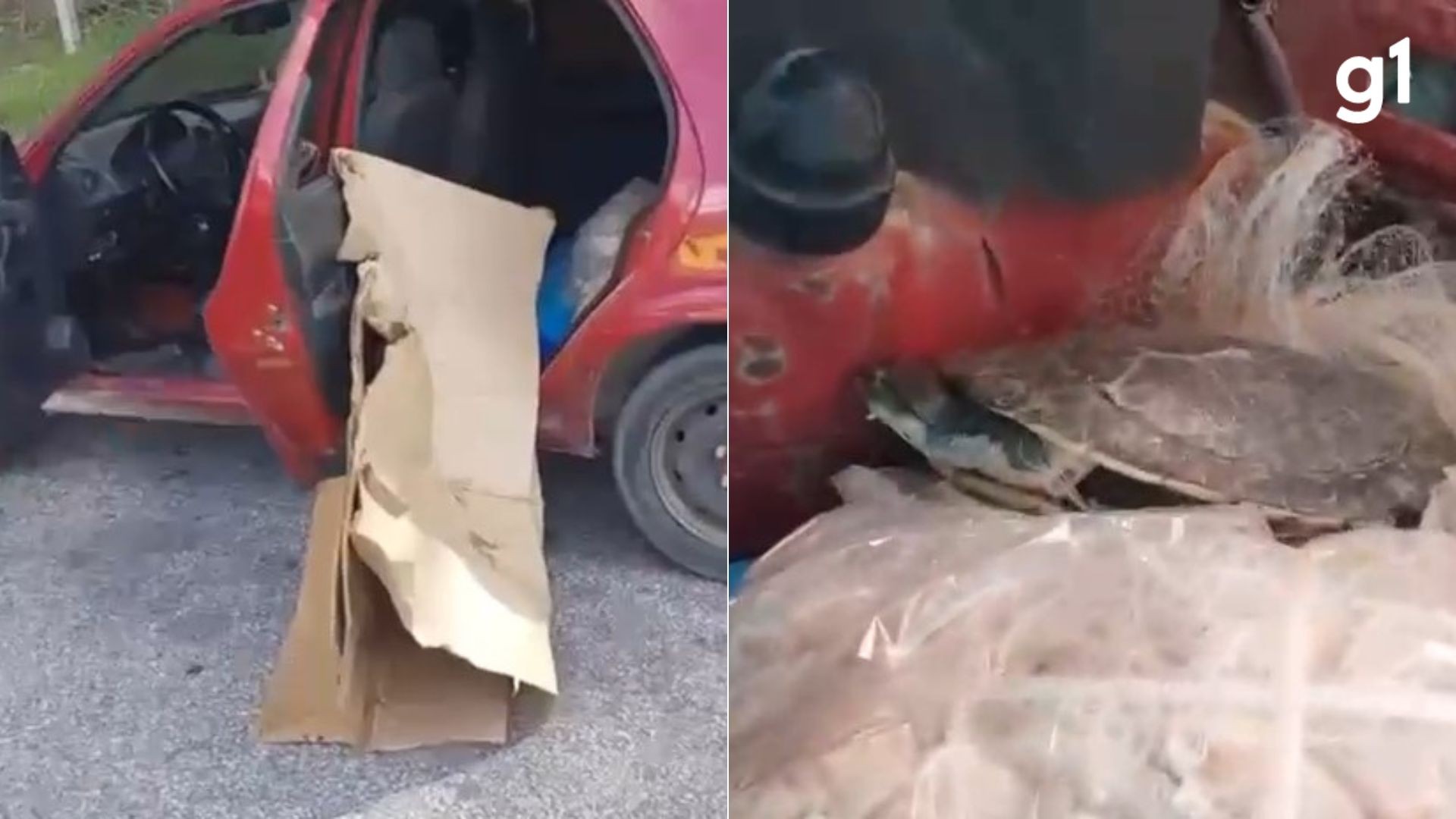 VÍDEO: Dupla é presa transportando quatro cágados em carro adaptado no RS