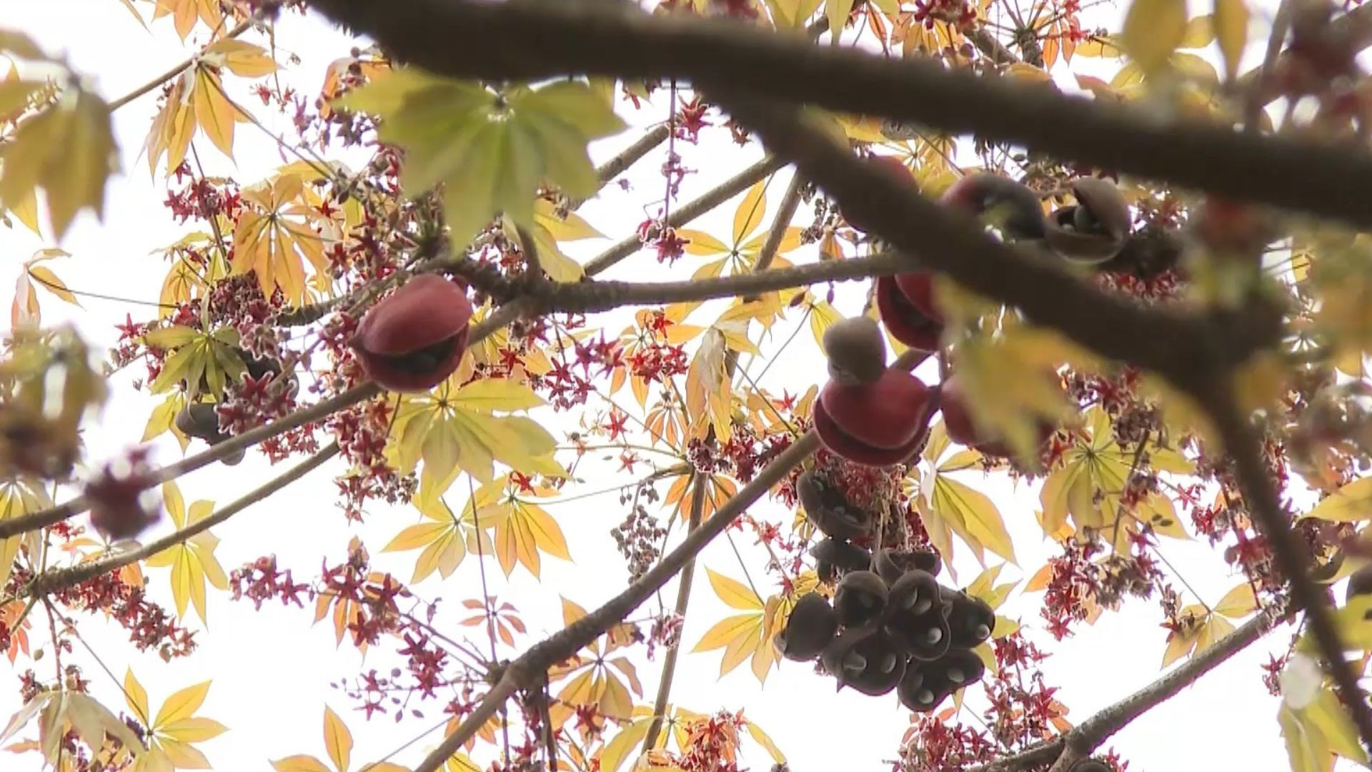 chichá-fedorento: árvore fedorenta com cheiro descrito como esgoto, ovo podre e fezes espanta moradores de cidade no Espírito Santo — Foto: Reprodução/TV Gazeta