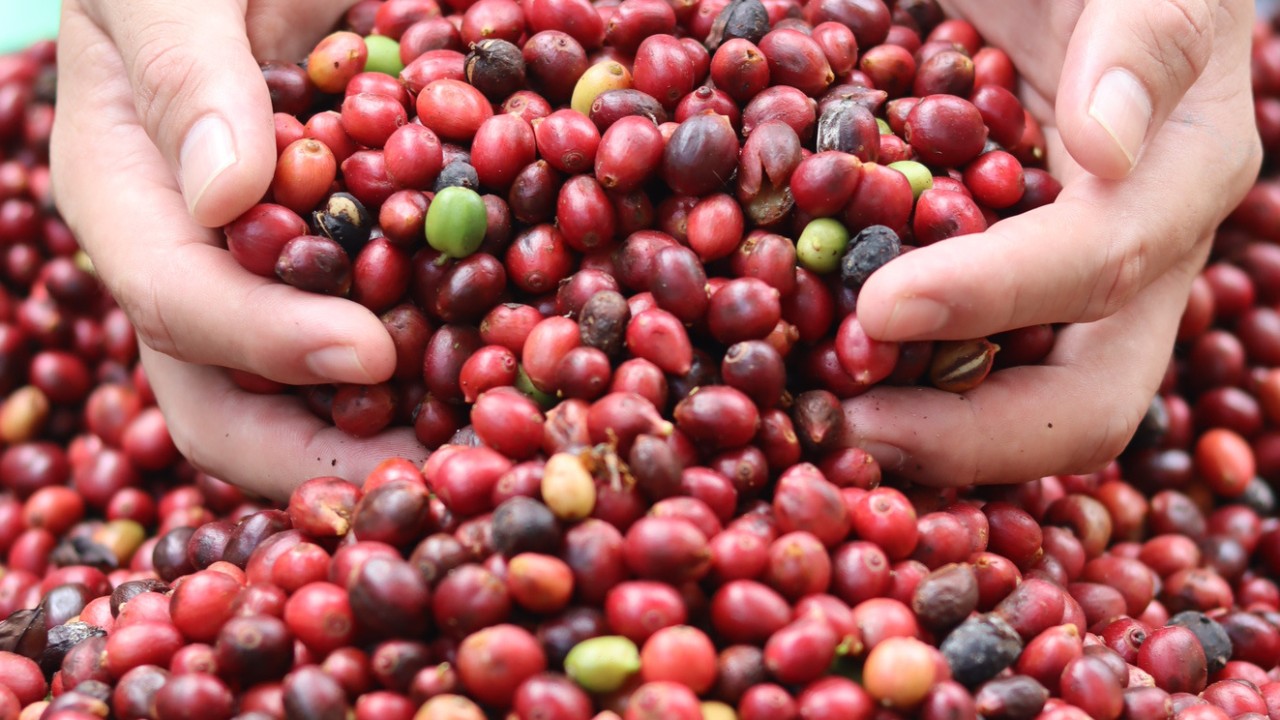 Café cultivado na floresta chega à segunda safra e deve movimentar R$ 220 mil no interior do Amazonas