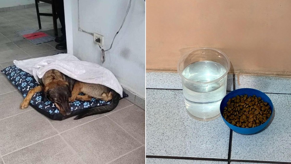 3 de 3
Cão Valente, de Ourinhos (SP), tem 'passe livre' nos ônibus da cidade — Foto: Reprodução/Grupo Avoa