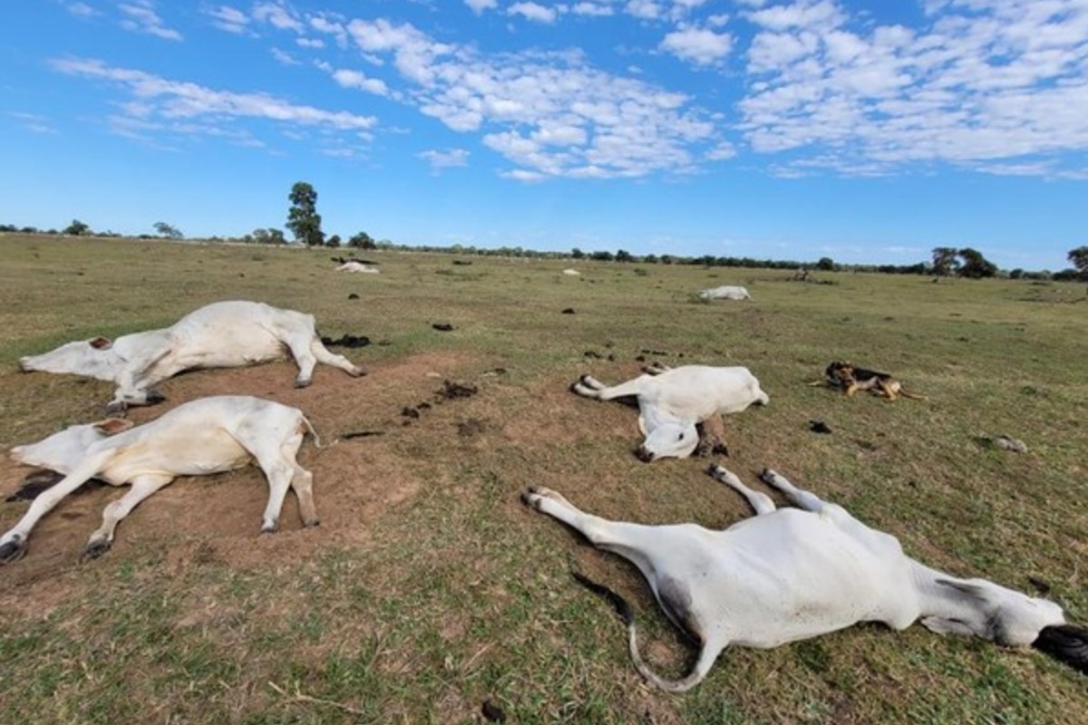 Frio de 0°C traz alerta ao campo um mês após morte de 80 bois em MS