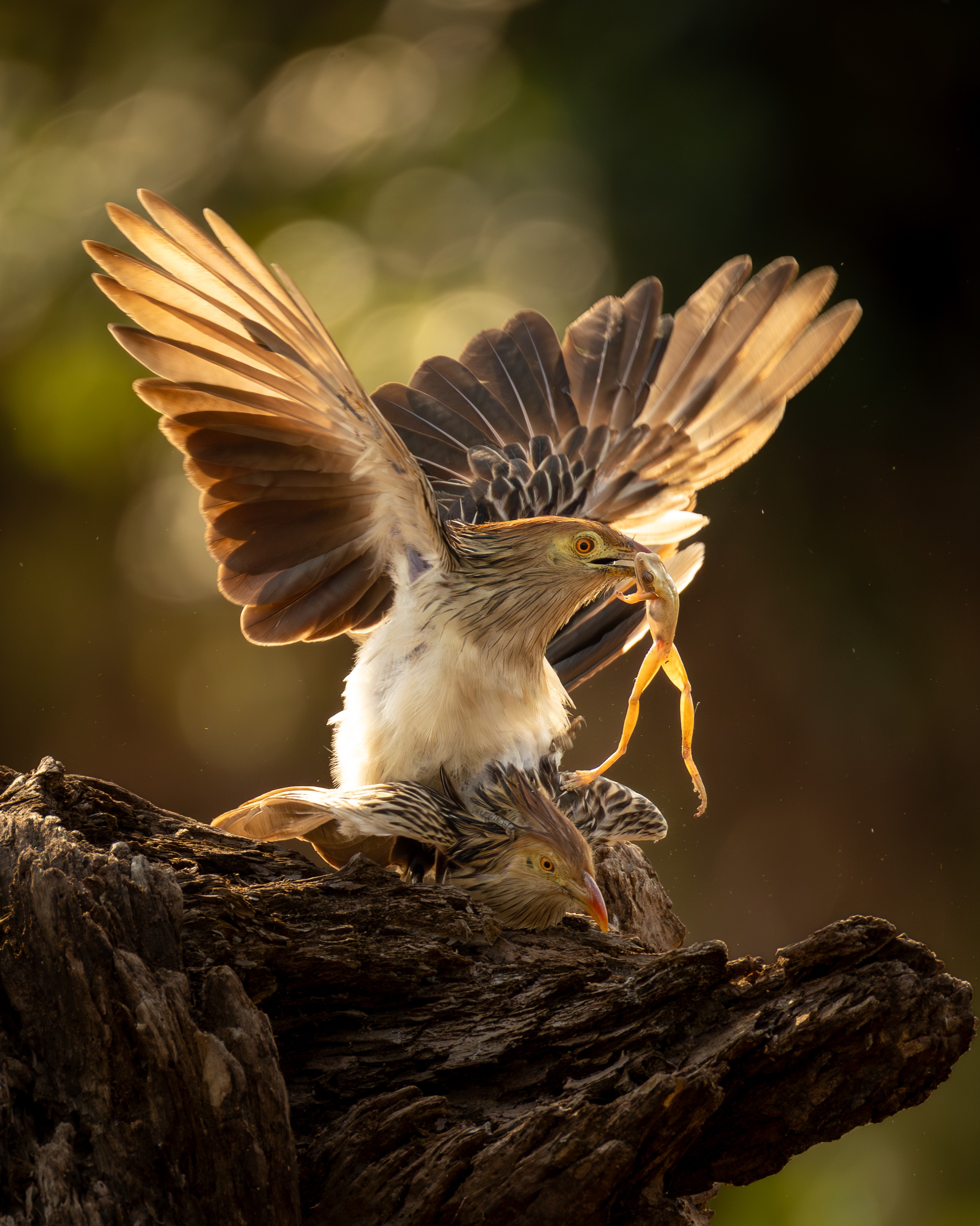 Você Não Tá Convidada pro Meu Bat Mitzvá!