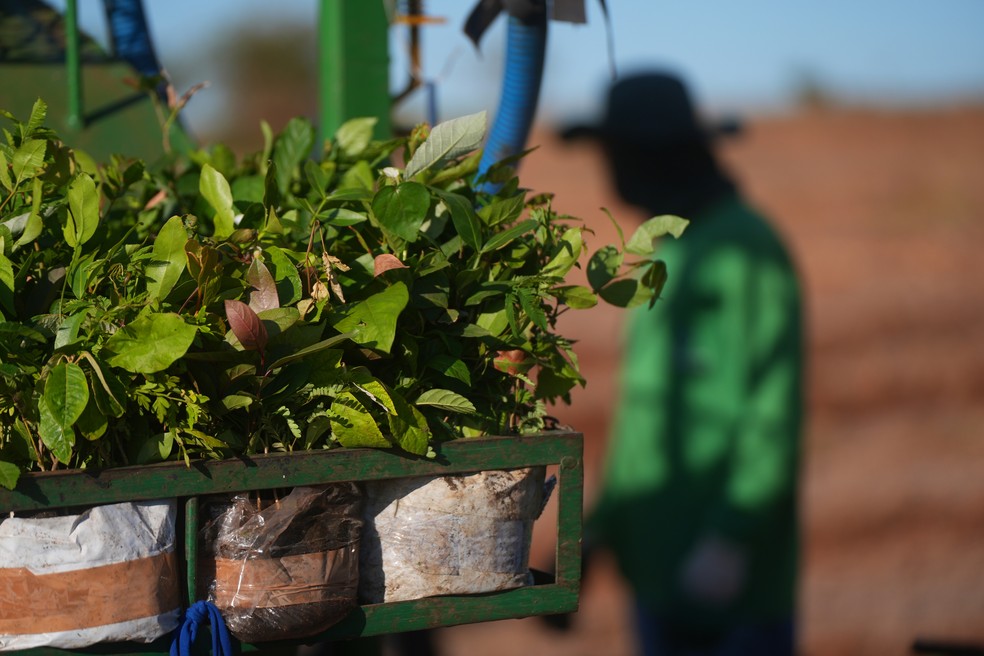 Mudas utilizadas no reflorestamento de corredores verdes no Pontal do Paranapanema, interior de SP — Foto: Carlos Aidar/Reprodução