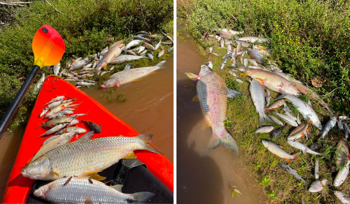 VÍDEO: dezenas de peixes aparecem mortos em rio de Lindóia; Cetesb faz vistoria