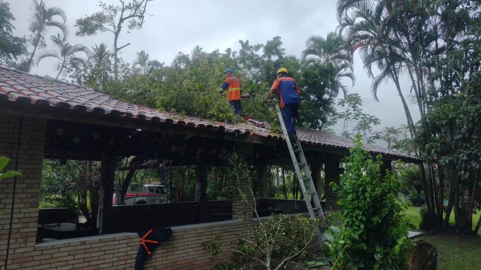 Chuva provocou queda de árvore sobre casa em Caraguatatuba — Foto: Divulgação/Defesa Civil de Caraguatatuba