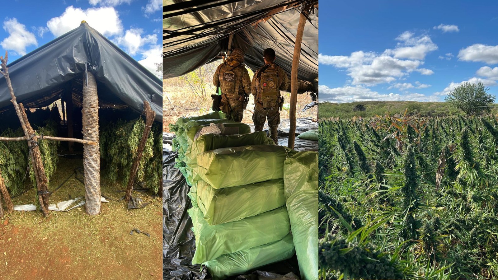 Plantação com milhares de pés de maconha é alvo da PF no Piauí; 8 pessoas presas