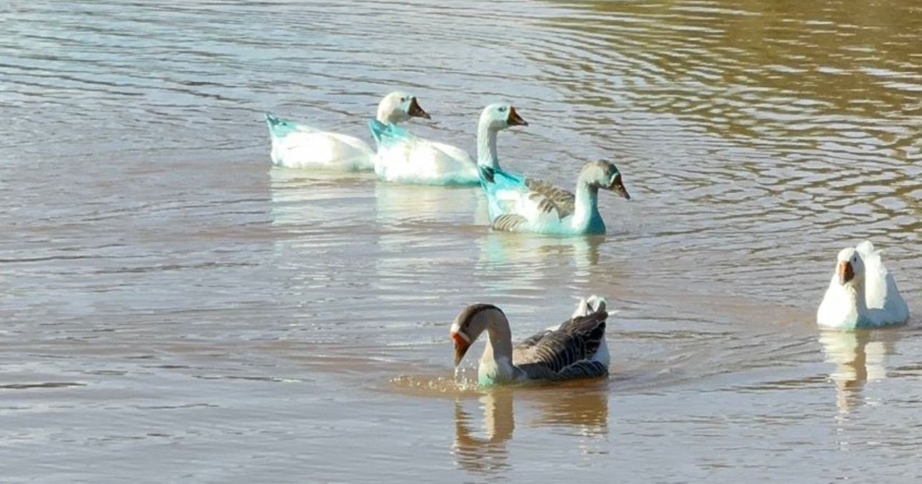 Patos e gansos são tingidos de azul após carreta com carga de corante tombar e derramar produto químico em córrego 