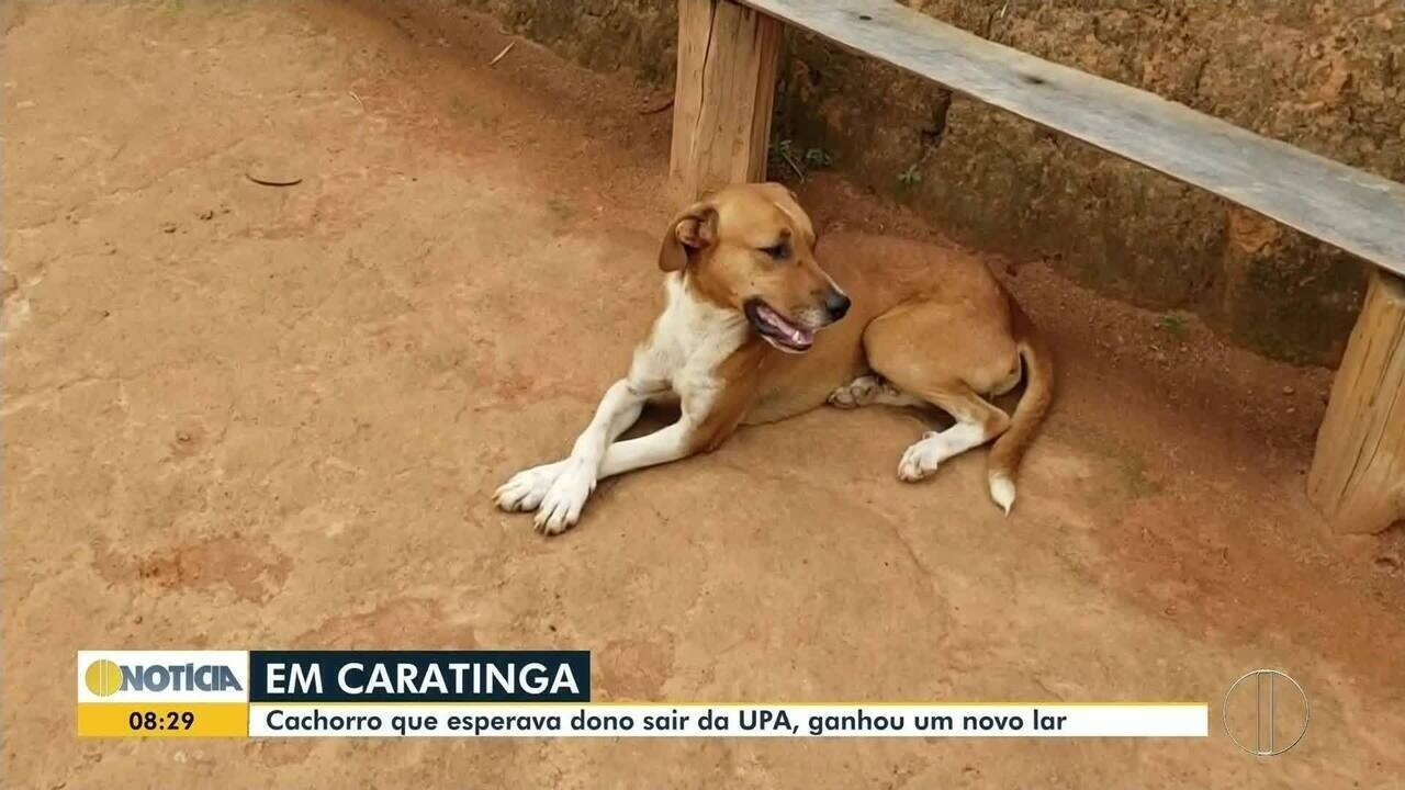 Cachorro é adotado após ficar esperando dono que morreu sair da UPA em ...