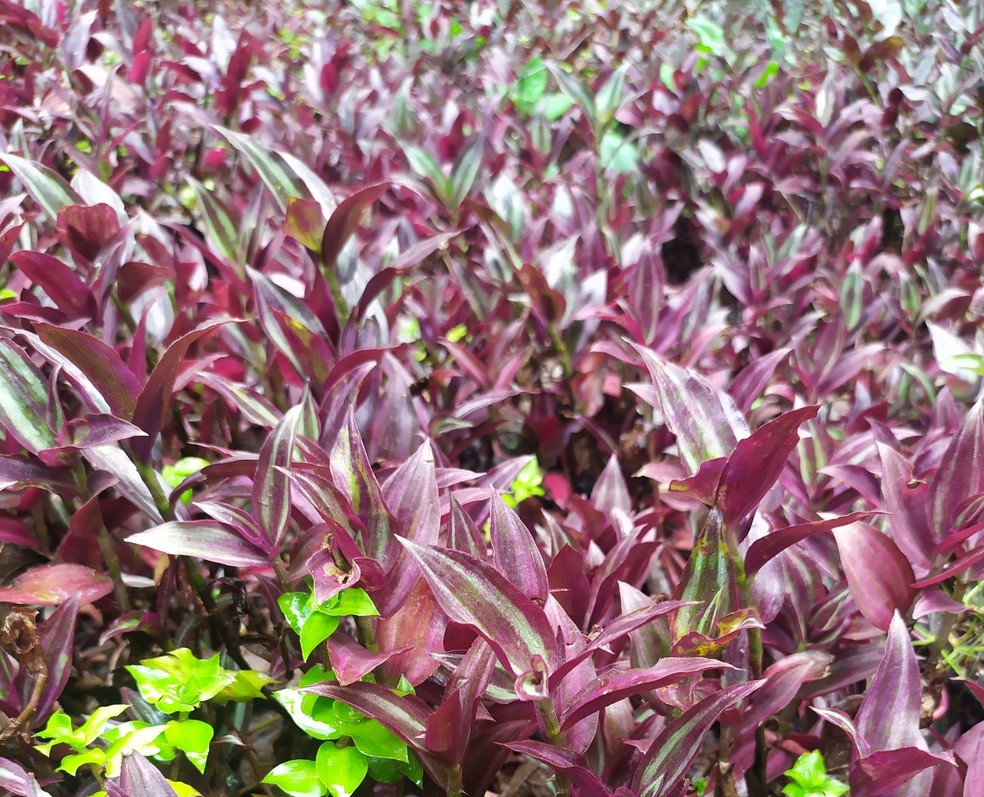 Folhas podem ficam com tom mais roxo se expostas a luz por períodos prolongados — Foto: paulacaroo / iNaturalist