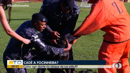 Veja demonstração de como agir durante um ataque de cão pitbull