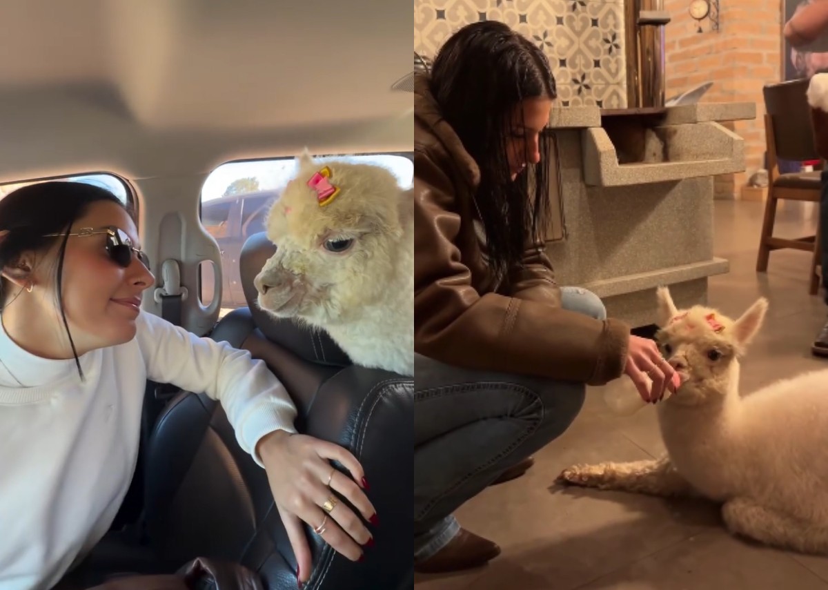 Ana Castela viaja até SC para buscar alpaca em rancho de influenciador: 'Odete chegou'