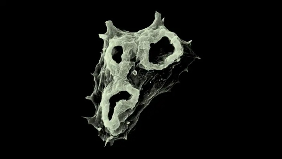 Naegleria fowleri, mais conhecida como a 'ameba comedora de cérebros', ataca o tecido cerebral — Foto: Bruno da Rocha-Azevedo, Herbert B. Tanowitz e Francine Marciano-Cabral / Interdisciplinary Perspectives on Infectious Diseases