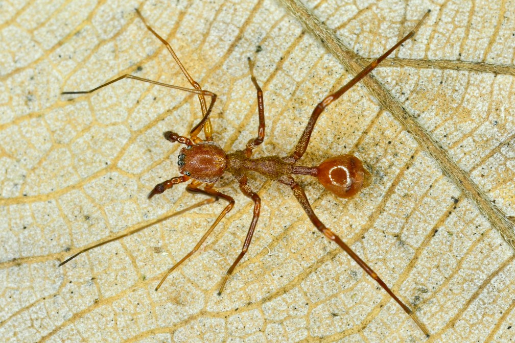 Corinnidae, Myrmecium ricetti, macho - AMAZ 0010 - Utinga3 (15)-89 — Foto: Leonardo Carvalho / Museu Paraense Emílio Goeldi