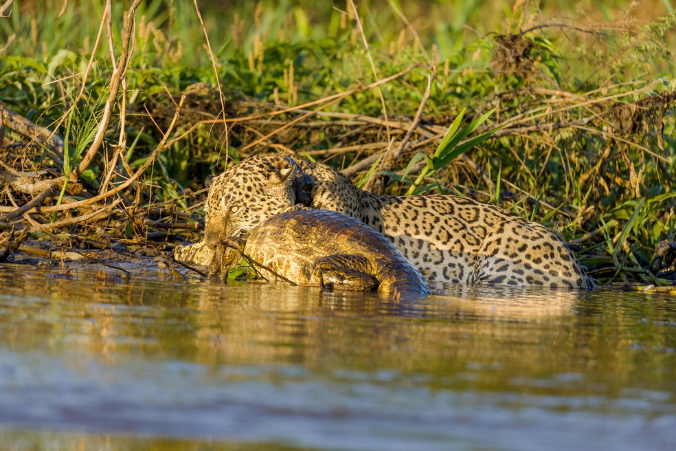 Ousado retirando a presa de dentro do rio — Foto: João Biagini