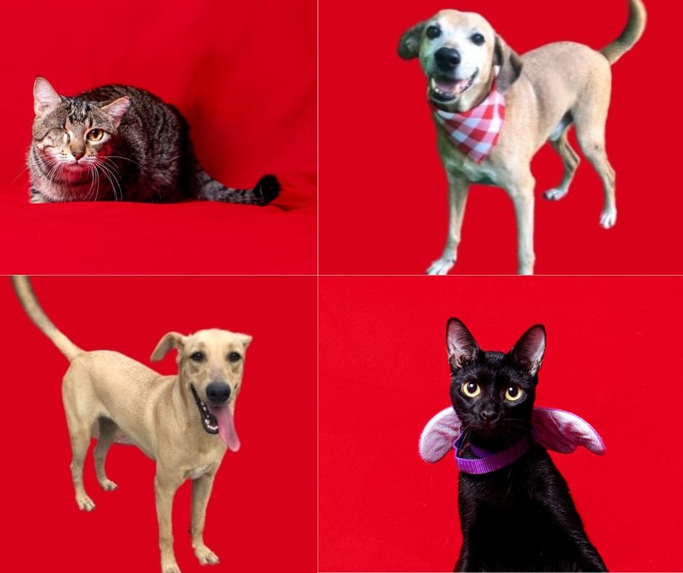 Cães e gatos estão entre os animais disponíveis para adoção — Foto: Divulgação