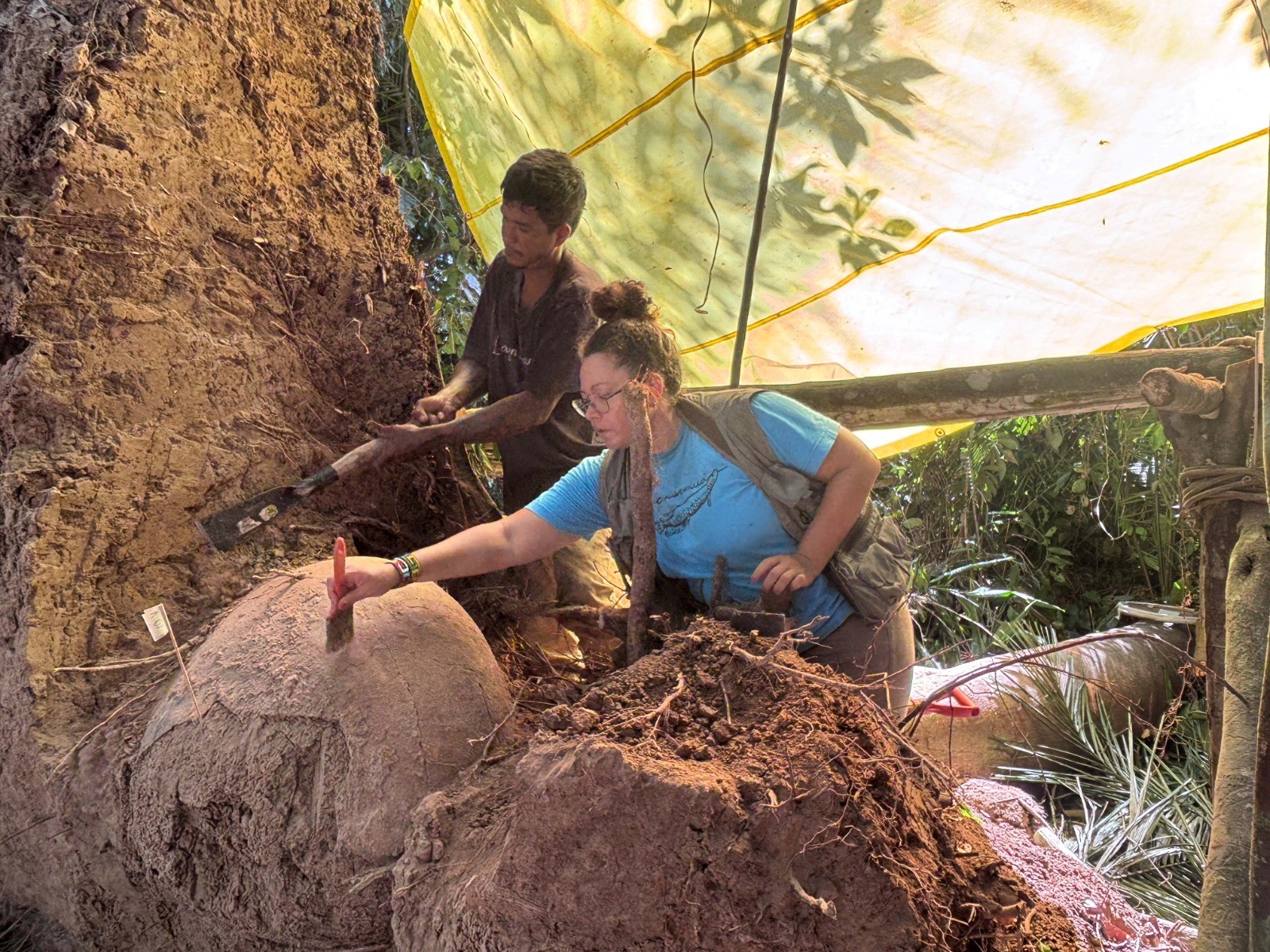 Queda de árvore revela urnas funerárias com ossos humanos de milhares de anos no Amazonas