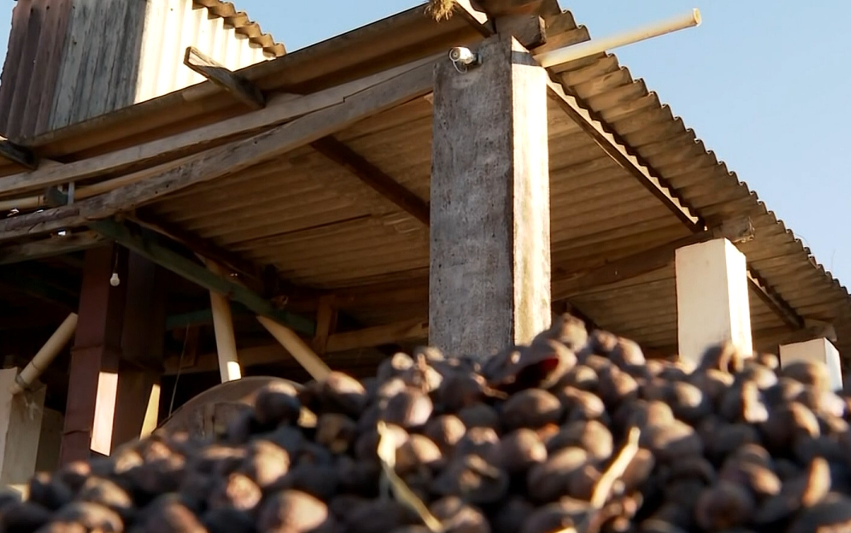 Cafeicultores investem mais de R$ 140 mil em monitoramento para proteger a produção no Sul de MG