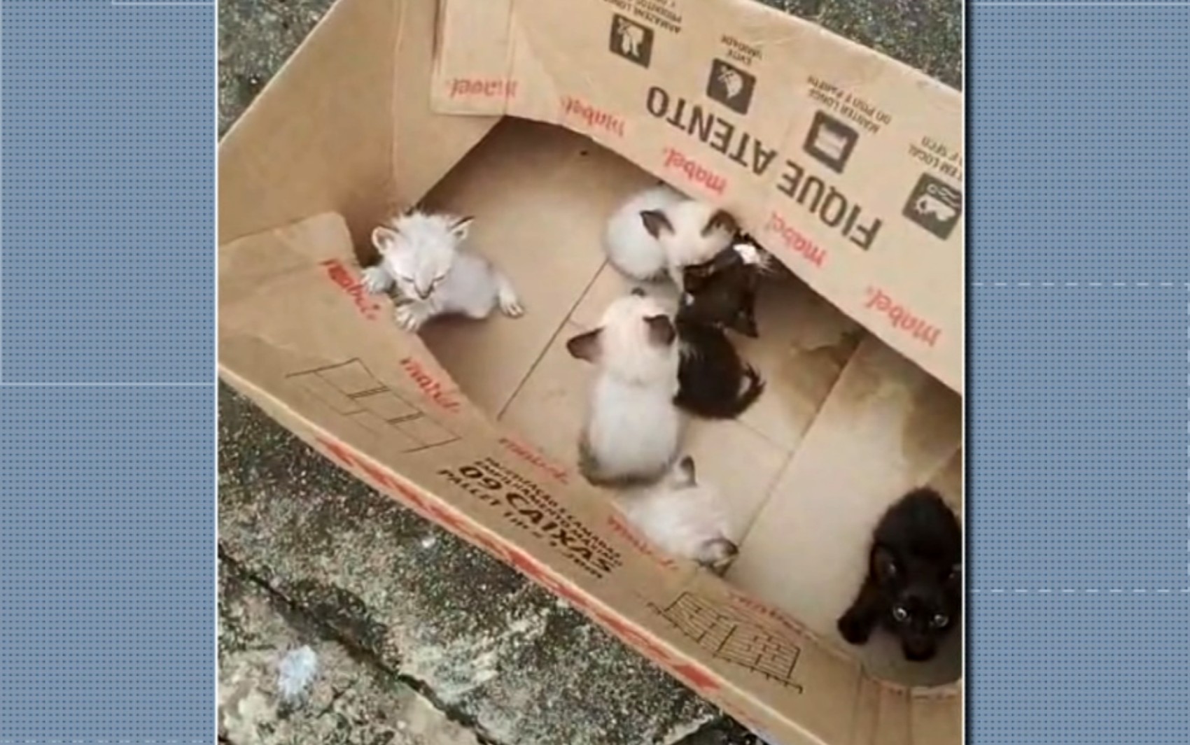 Mulher é indiciada por abandono de filhotes de gatos em São Sebastião do Paraíso, MG