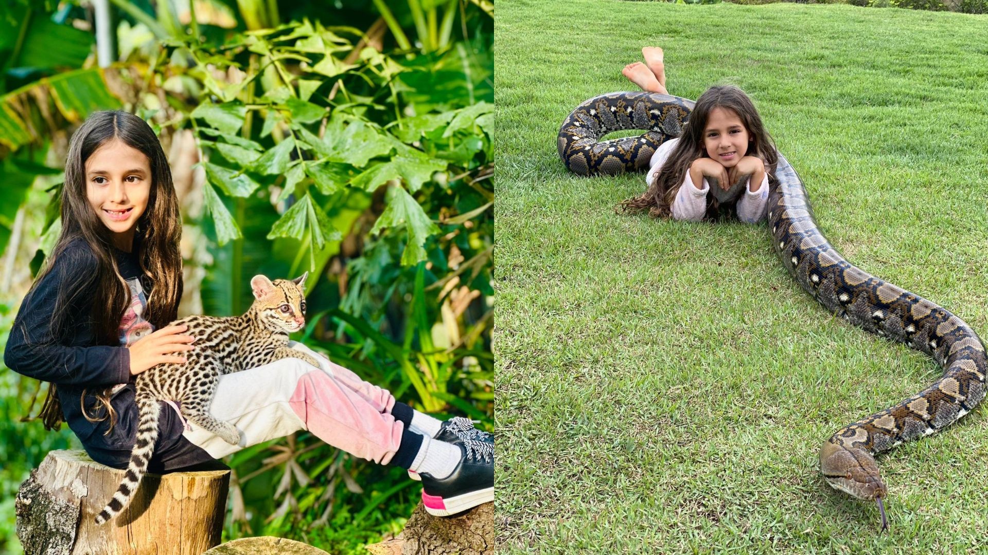 Com macaco, cobras e até jacaré, menina do interior de SP tem mais de 100 animais em casa: 'Amo eles, não tenho medo'