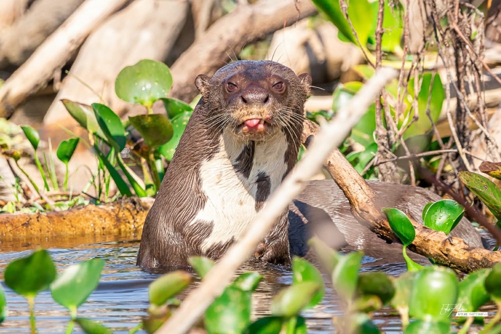 Ariranha faz cara de ‘deboche’ e mostra língua para guia de turismo ao ser fotografada em MS — Foto: Edir Alves/Foto