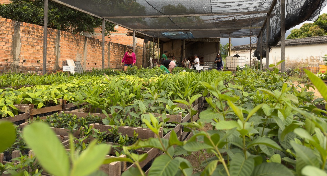Projeto estimula aumento de áreas produtivas com distribuição de mudas frutíferas em Óbidos