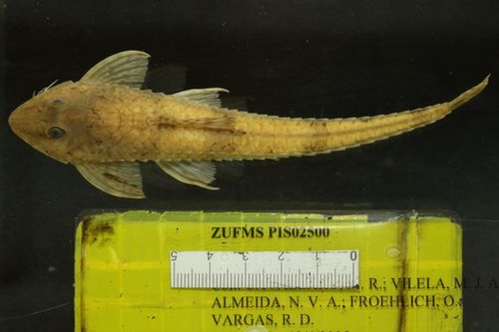 Peixe é uma espécie de cascudo. — Foto: UFMS/Reprodução