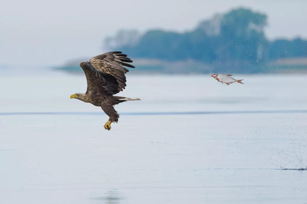 Troca inesperada de papéis. — Foto: Przemyslaw Jakubczyk/Comedy Wildlife