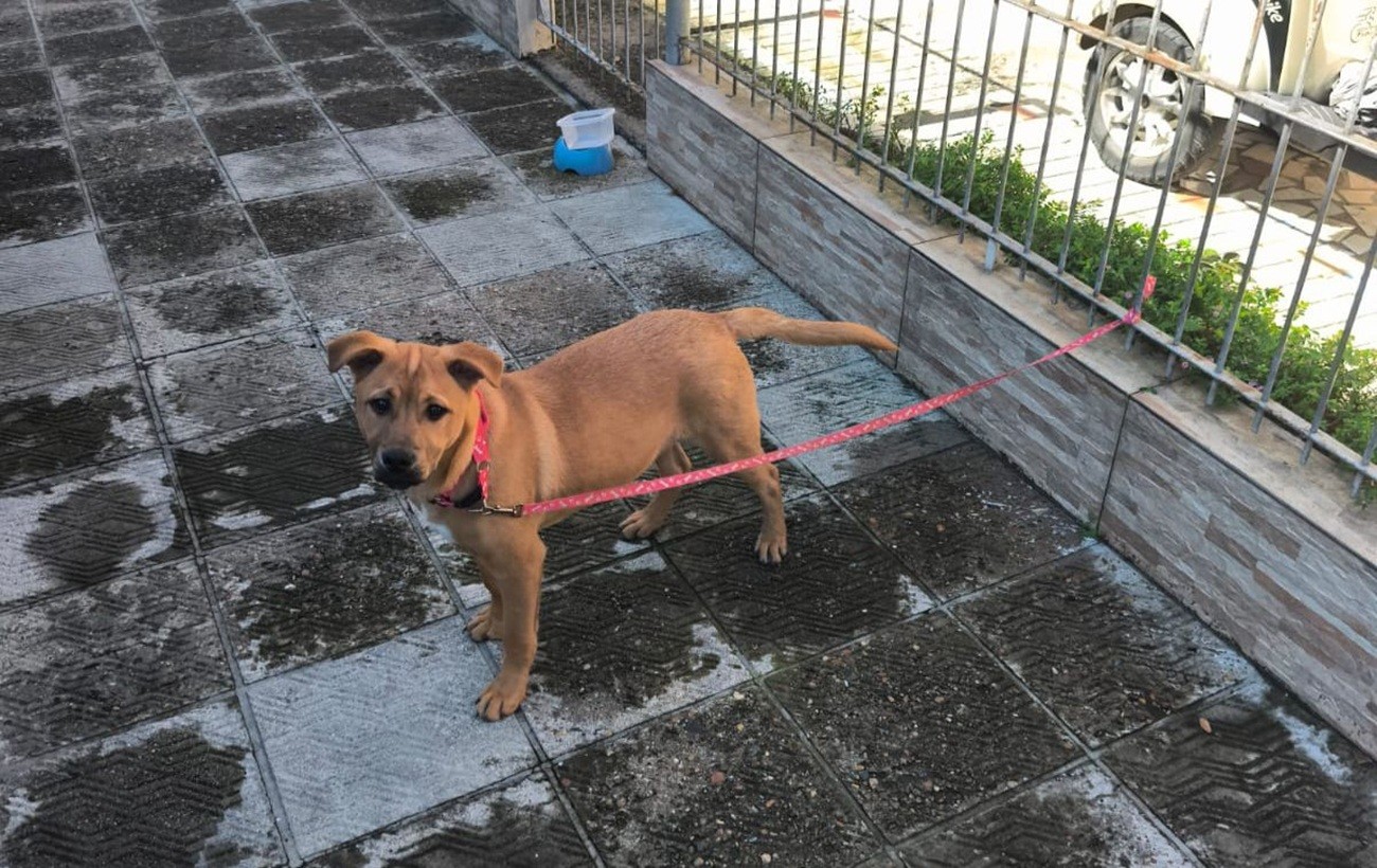 VÍDEO: mulher prende cão em grade de casa e abandona filhote durante caminhada em Balneário Camboriú