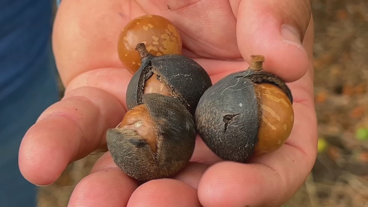 É tempo de colher macadâmia 