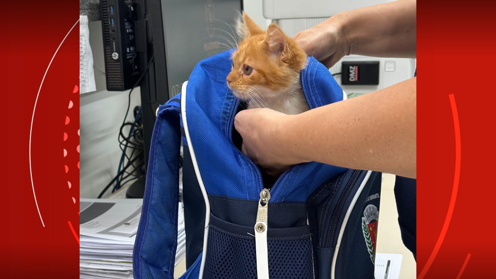 Menina de 2 anos leva gato de estimação escondido na mochila para escola em Maringá; FOTO