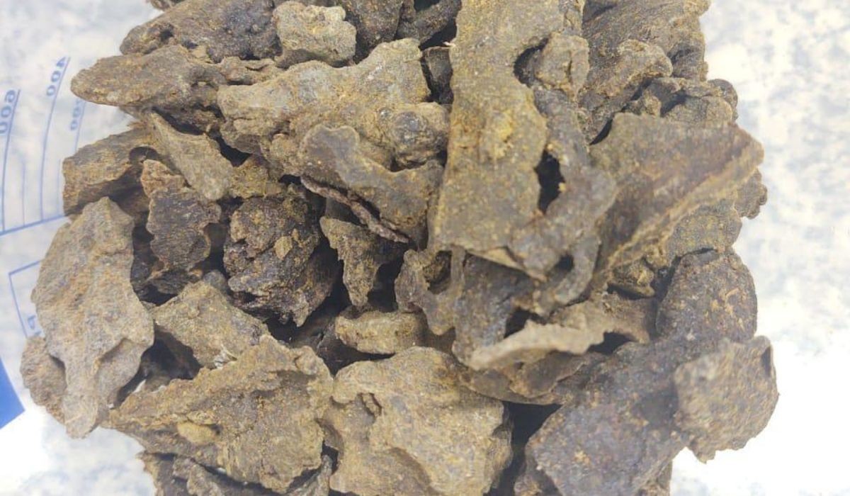 Pesquisa da USP revela que própolis verde tem potencial contra Alzheimer e Parkinson