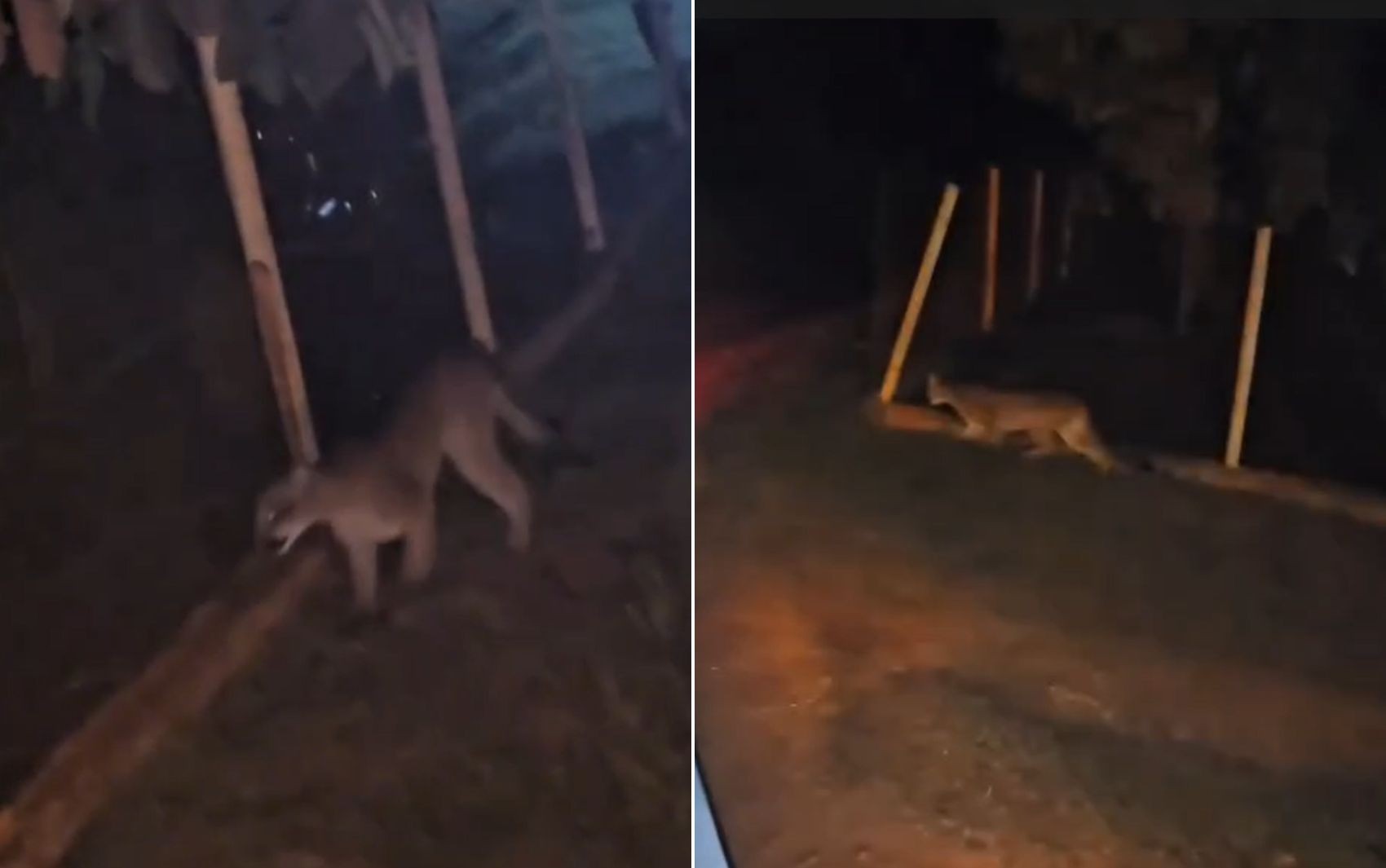 Onça surpreende ao aparecer no quintal de casa em fazenda de Goiás; vídeo