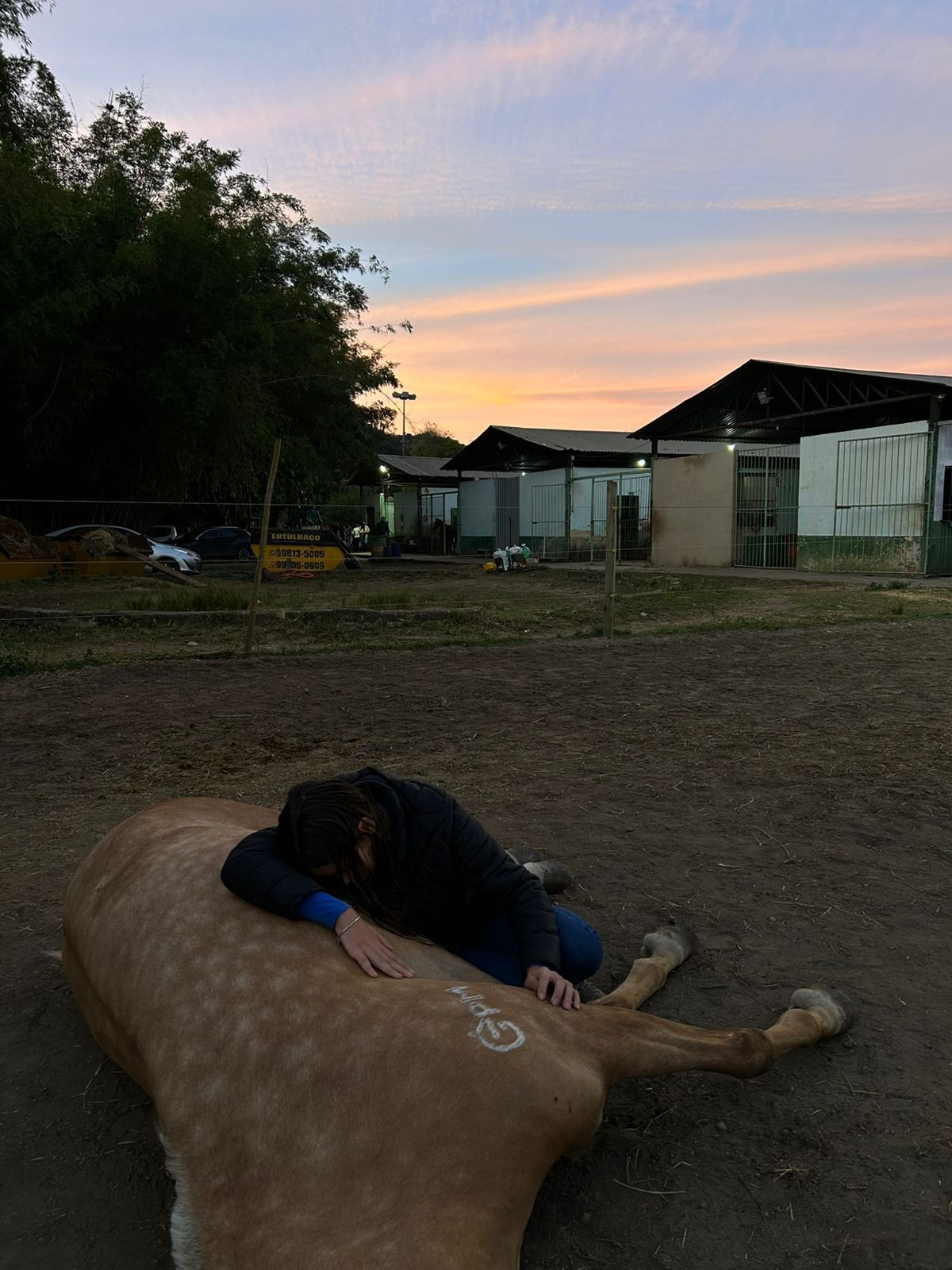 Polícia investiga morte de 17 cavalos em clube hípico em Volta Redonda; suspeita é intoxicação por ração