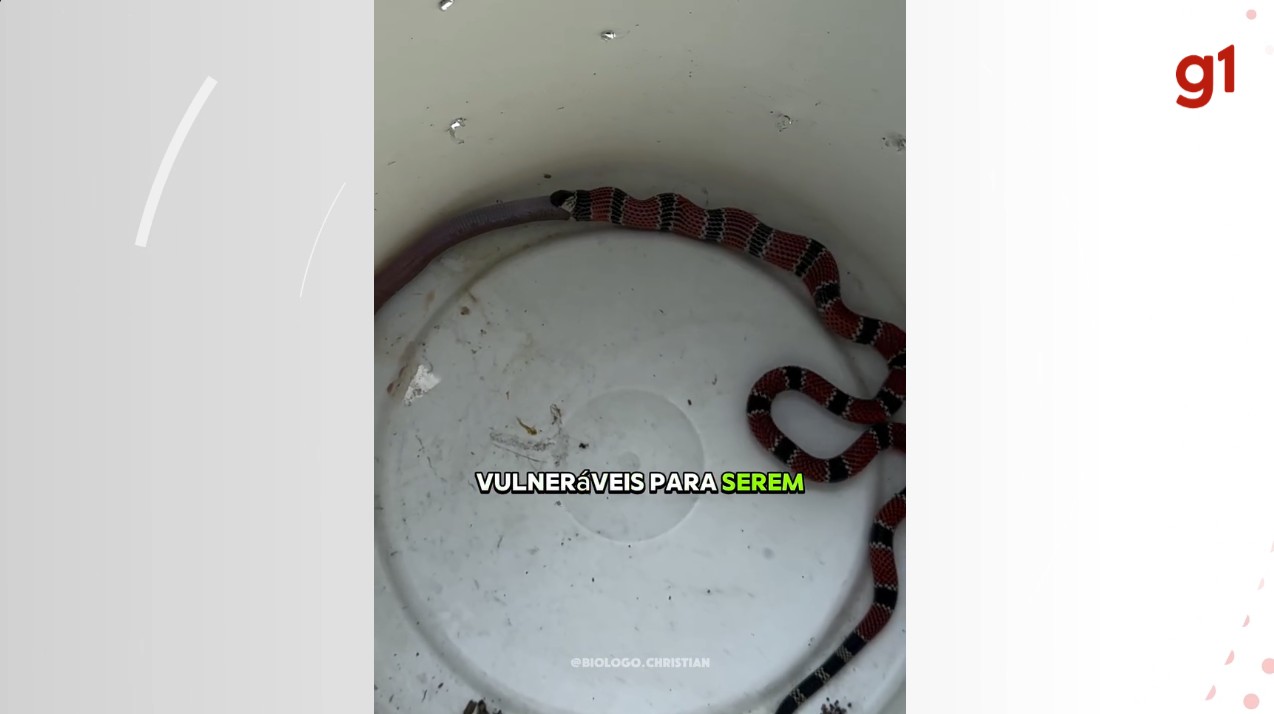 Cobra-coral verdadeira vomita cobra-de-duas cabeças após resgate em SC e vídeo viraliza