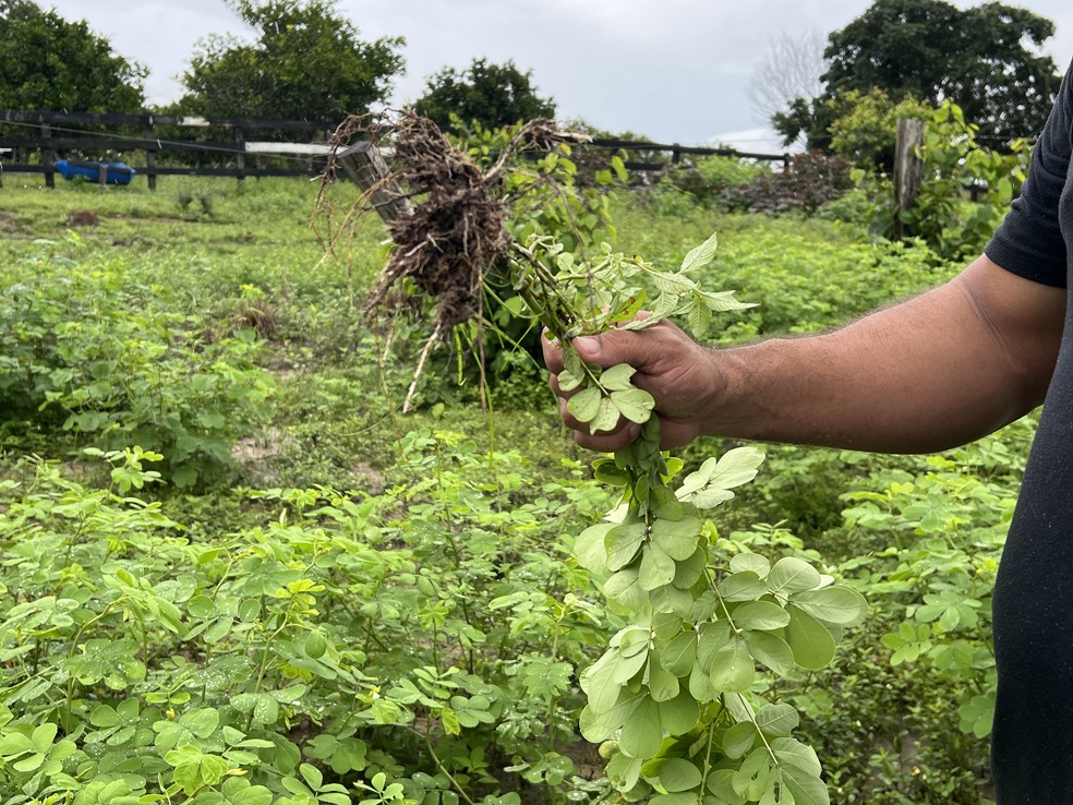 Mata-pasto é um tipo de erva daninha que não serve de alimento para bois — Foto: Caíque Rodrigues/g1 RR