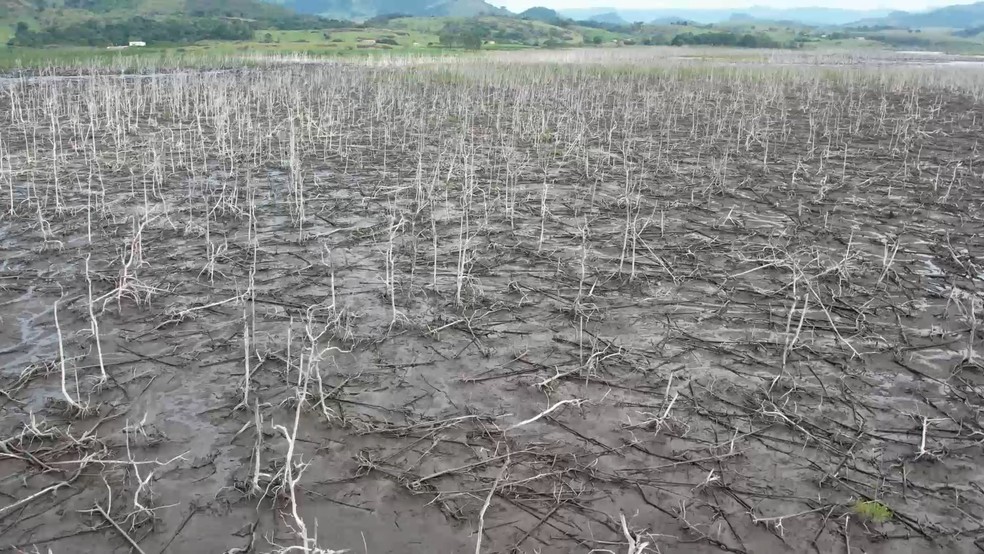 Mangue pode demorar mais de 50 anos para voltar a ser o que era antes no Espírito Santo — Foto: Samy Ferreira/TV Gazeta