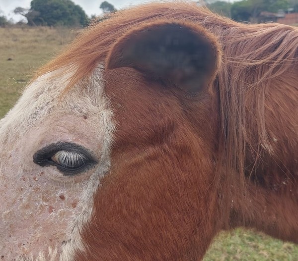 Cavalo com patas quebradas e marcas de maus-tratos é resgatado no norte da  Bahia: 'Sede de viver gigante', diz veterinária, Bahia