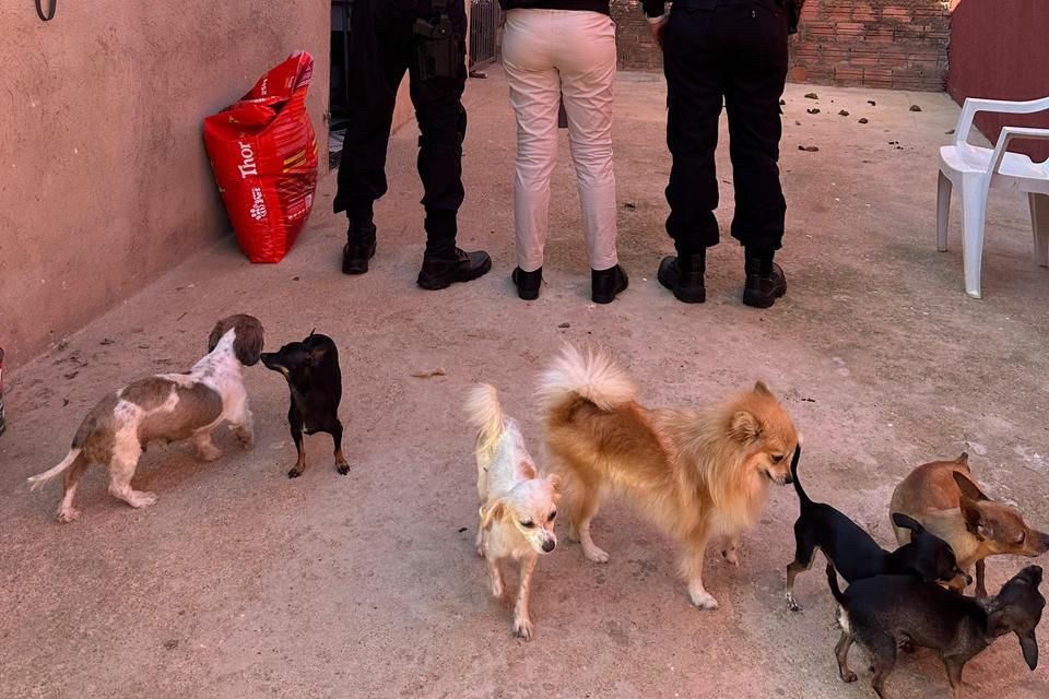 Suspeito é preso em operação contra exploração sexual infantil e maus-tratos a animais em RO 