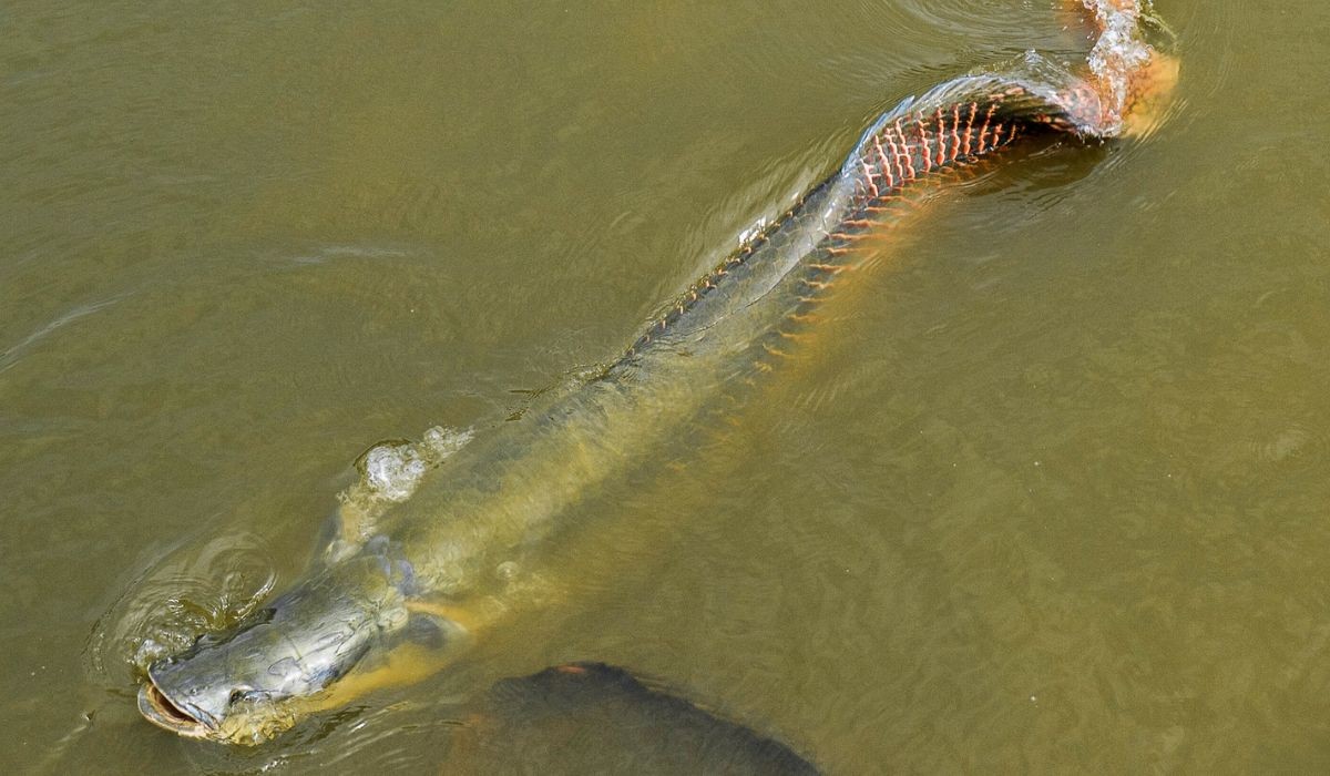 Ibama classifica pirarucu como invasor em trecho do rio Madeira e libera pesca sem limite em RO