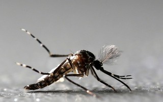 Existe um sangue preferido pelo Aedes aegypti? Saiba o que é verdade e o que é mito sobre o mosquito