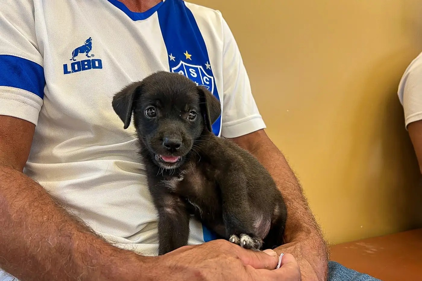 Projeto de ressocialização ajuda oito cães a encontrar um lar em Belém; veja como adotar