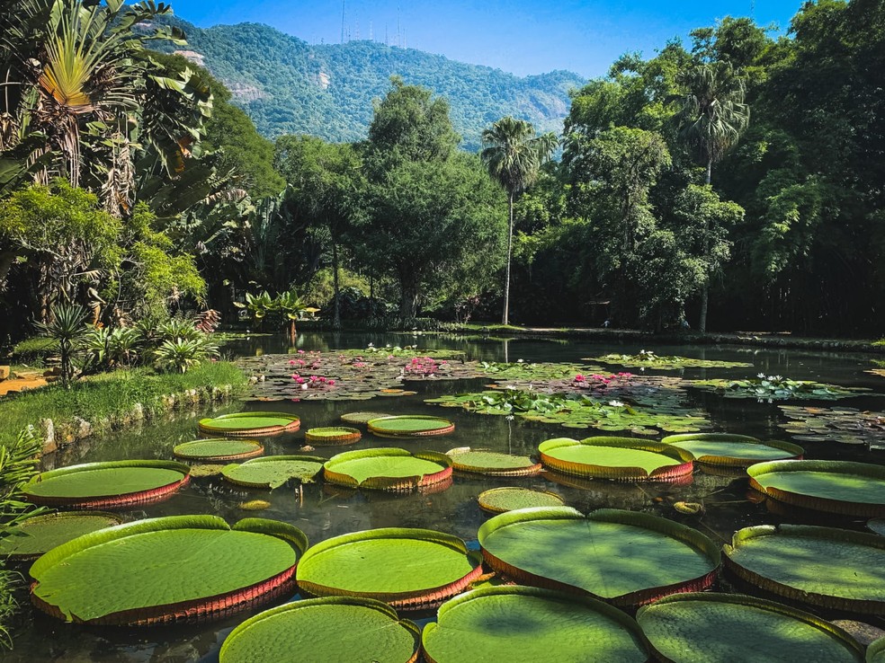 Jardim Botânico do Rio completa 215 anos  — Foto: Reprodução/Pierre Belart