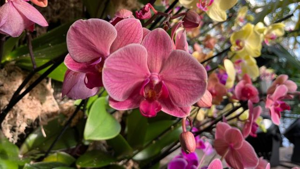 As orquídeas são extremamente sensíveis à degradação ambiental — Foto: BBC