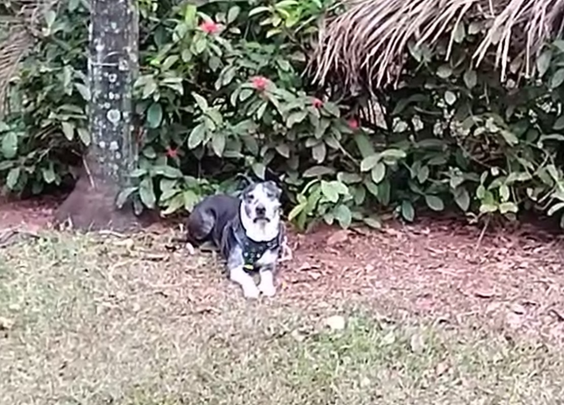 Câmera flagra abandono de pitbull em Nova Odessa
