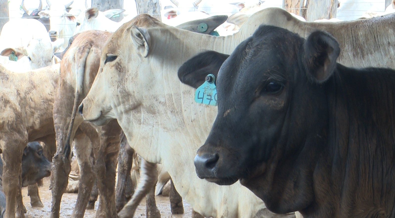 Produtora investe em inseminação artificial em tempo fixo e amplia rebanho em Roraima
